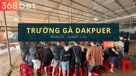 trường gà đắk puer 888 trực tiếp|ĐÁ GÀ C1 TRƯỜNG GÀ THOMO MỘC HÓA ĐẮK PUER 888 .